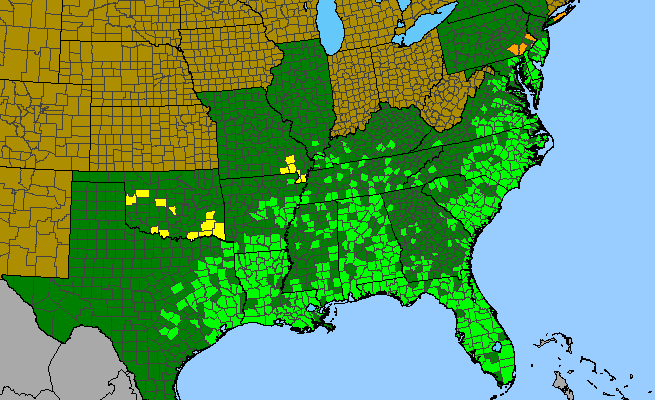 The range of Saccharum giganteum